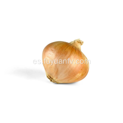 Venta caliente en Market Yellow Onion